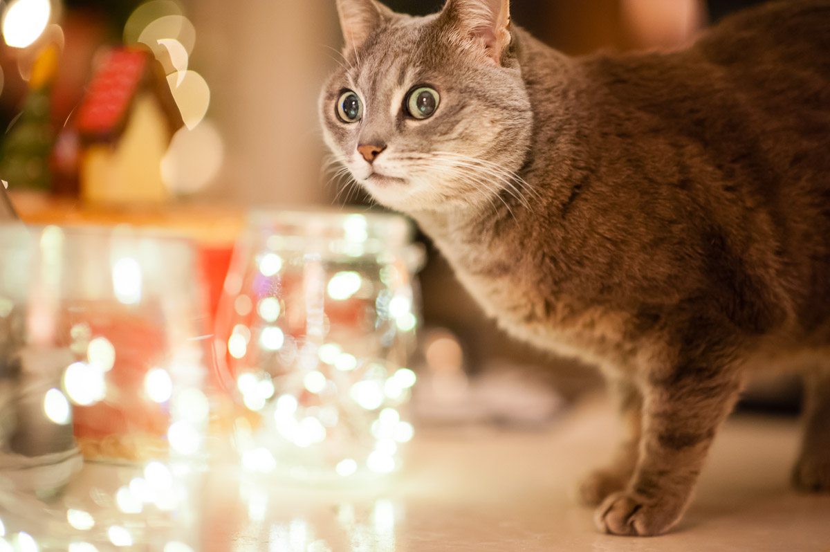 Mentre dorme il gatto sistema le luci di natale a suo piacimento