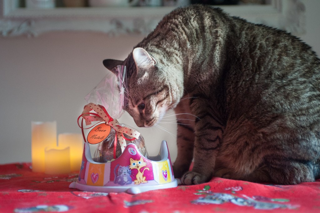 panettone gatti