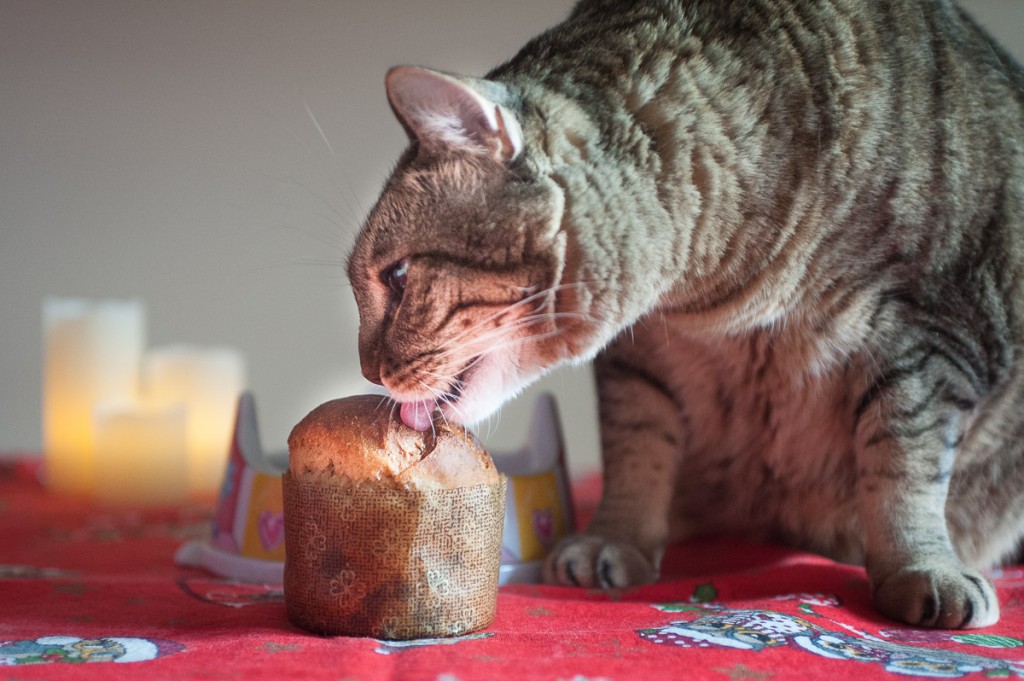 panettone gatti