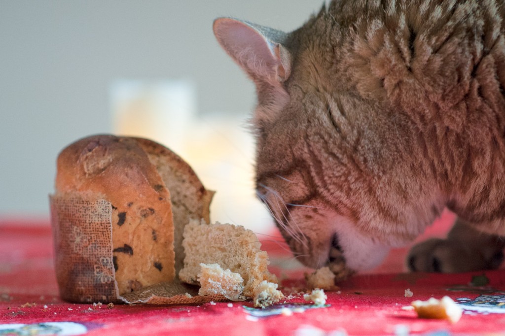 panettone gatti