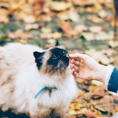 animals-2939715_1280