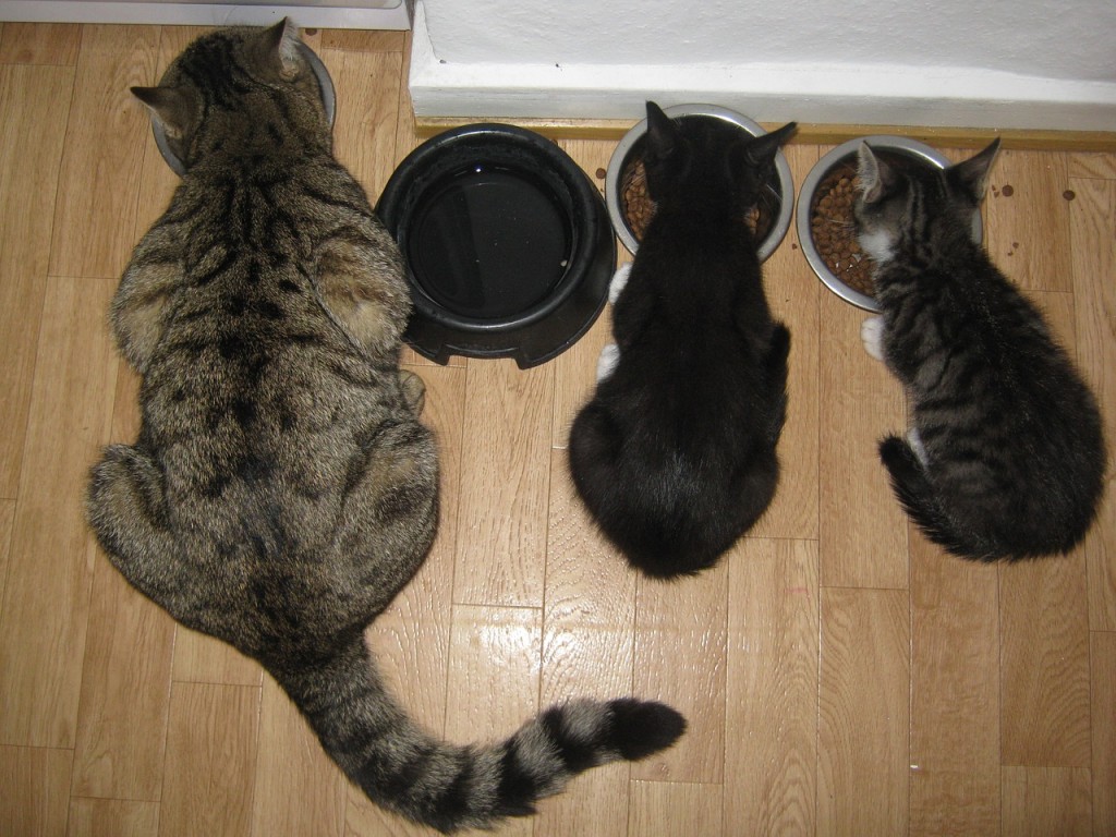 gatti mangiare