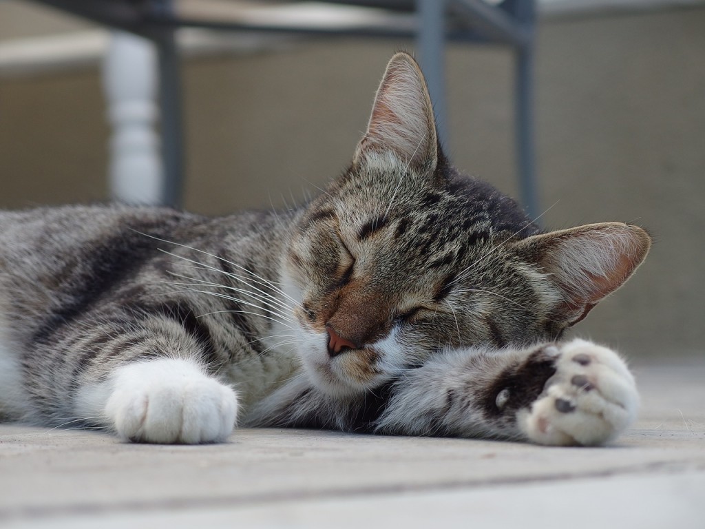 gatto che dorme