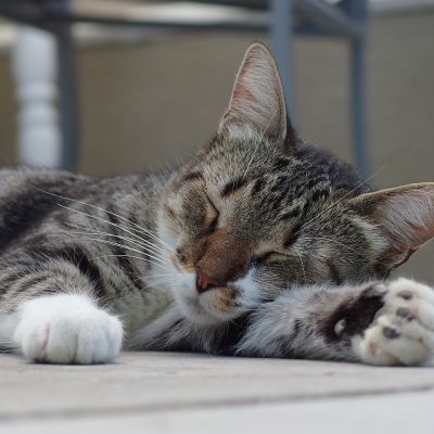 cat-2716805_1280