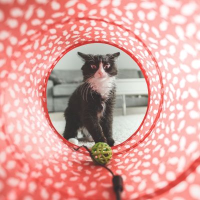 cat-932846_1280