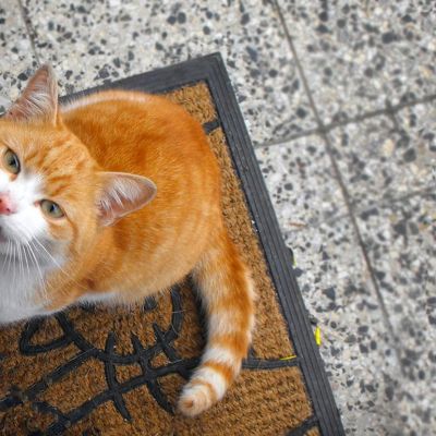 cat-2429944_1280