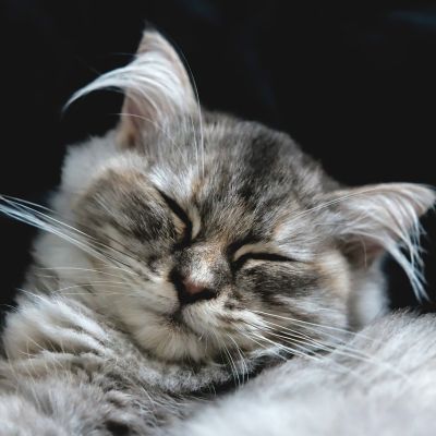 cat-2530261_1280