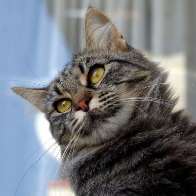 cat-3048843_1280