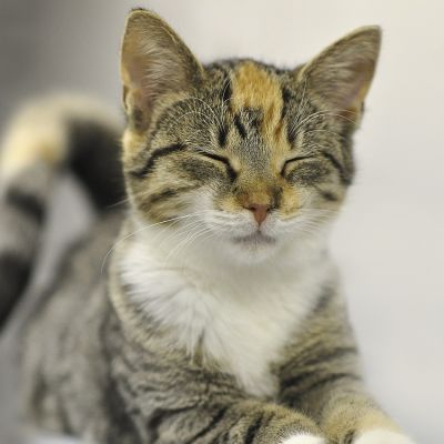 animal-3183731_1280
