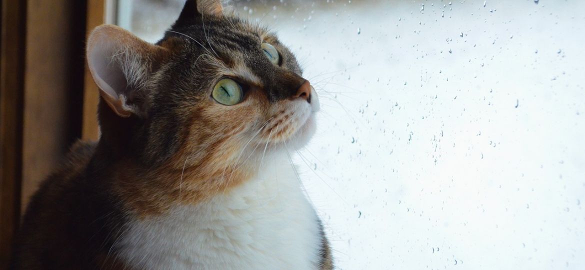 Quando il gatto si liscia le orecchie.. ~ La psicologa dei gatti