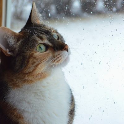 cat-2585514_1280