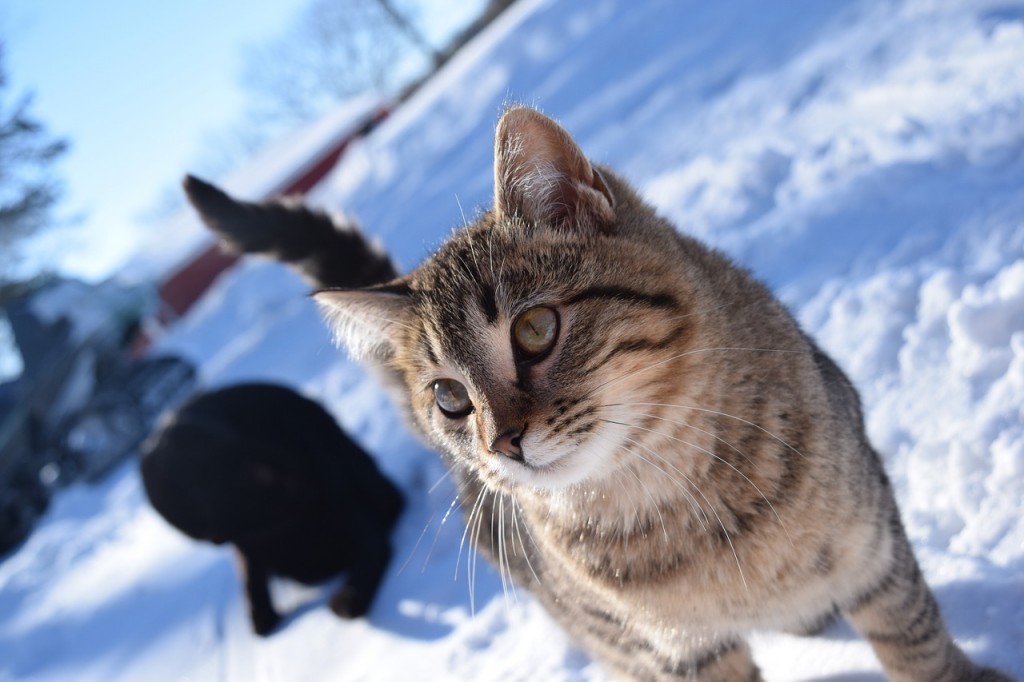 gatto neve