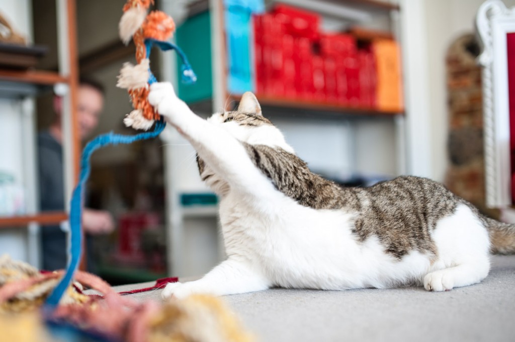 Nappone gatto tappezziere