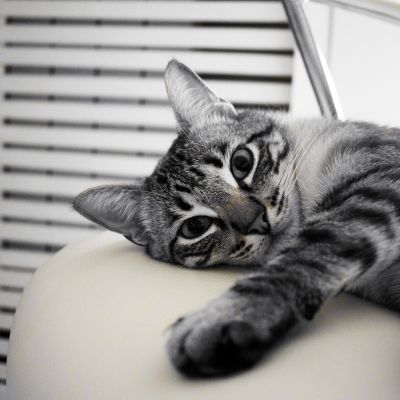 cat-1649082_1280