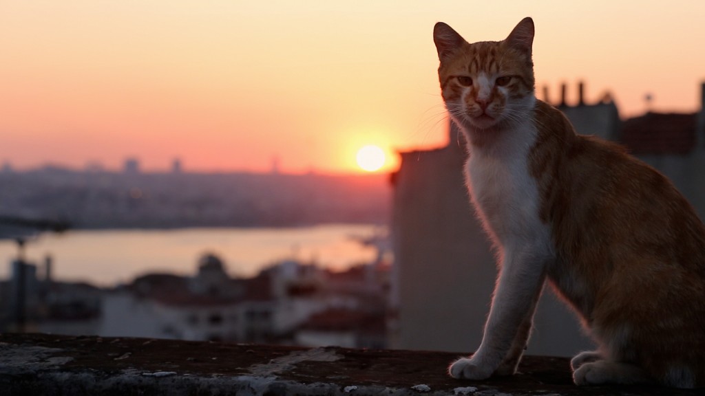  KEDI la città dei gatti