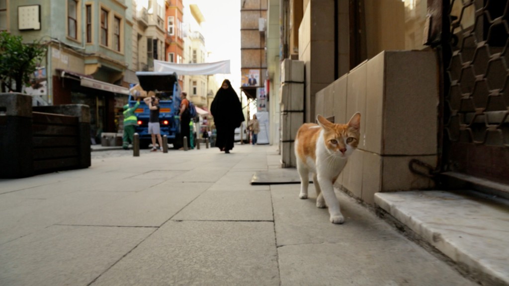 KEDI la città dei gatti