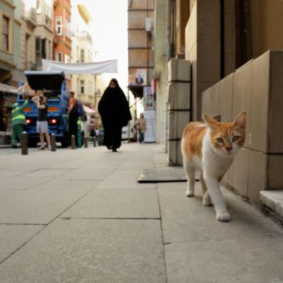 13 - Yellow Sh_t in KEDI