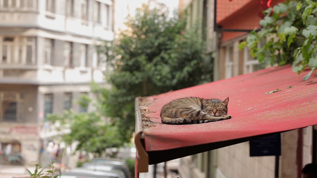 KEDI la città dei gatti