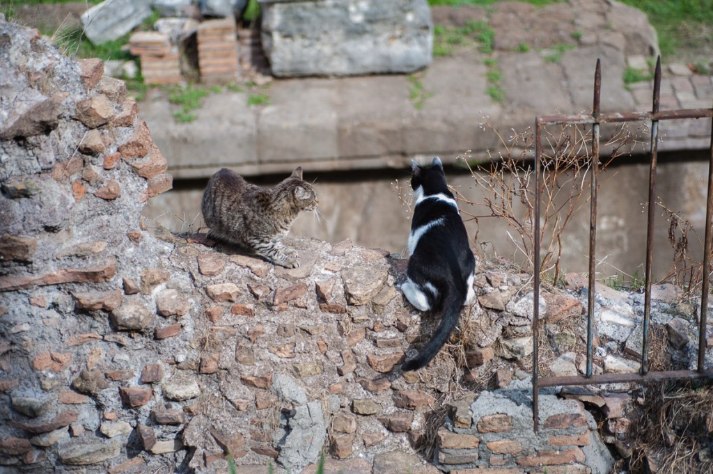 Largo Torre Argentina gatto