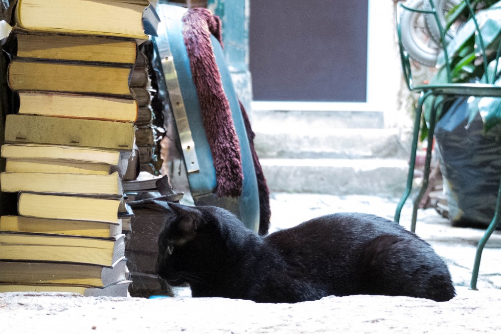 gatto libreria acqua alta