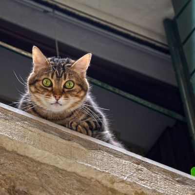 cat-1578865_1280