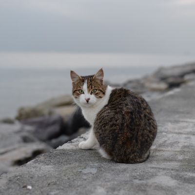 cat-628900_960_720