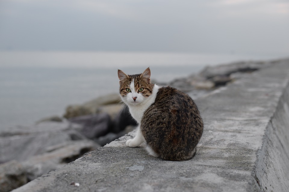 gatto istambul