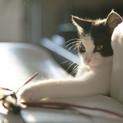 cat-716559_1280
