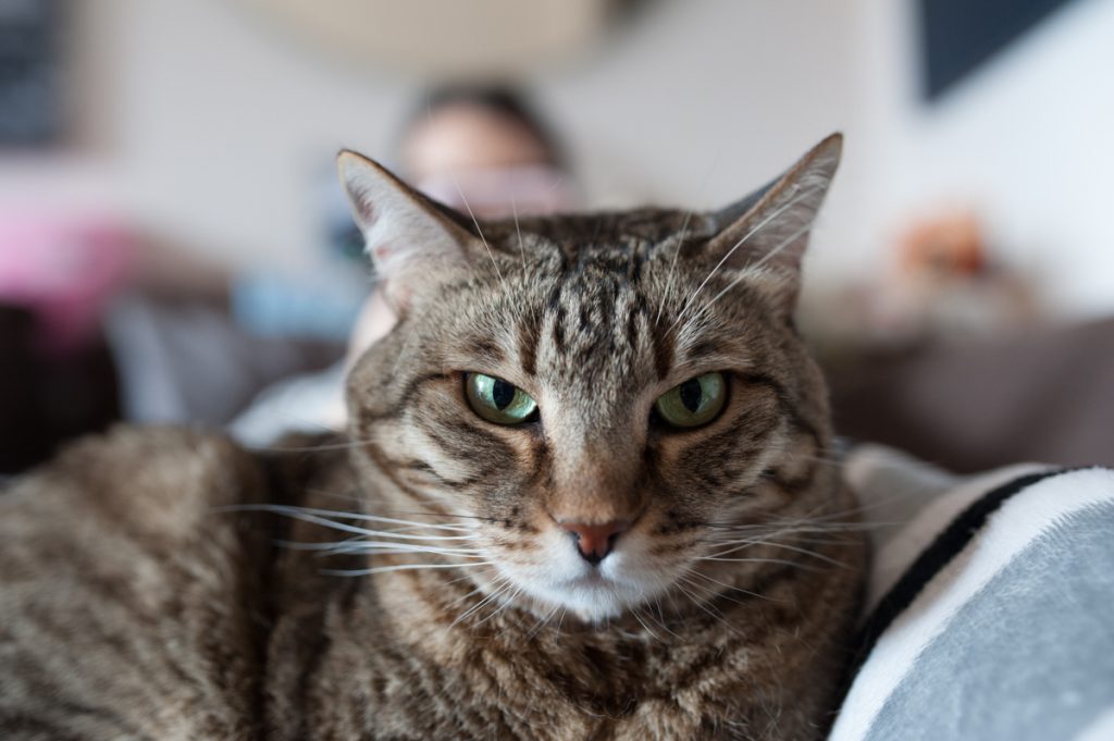 gatto amici di chicco