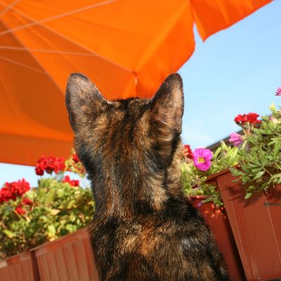 cat-661478_1280