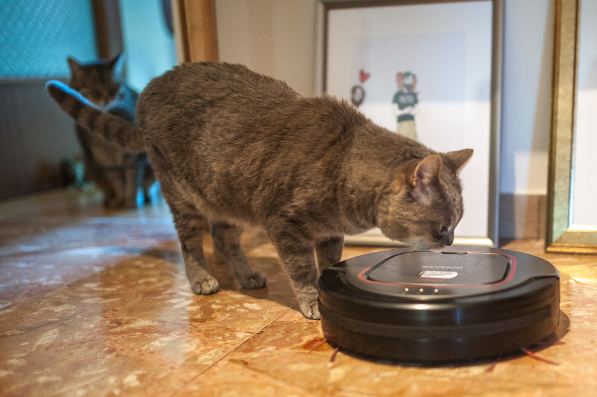 Portachiavi Per Peli Di Animali Domestici | 4 Pezzi In Ecopelle | Ricordo Per Cani E Gatti | Formato Zampa Con Scomparto Trasparente
