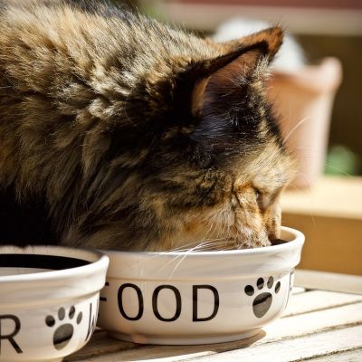 cat-3474821_1280