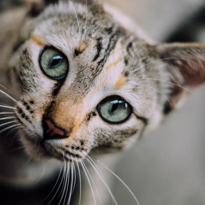 cat-face-1081951_1280 (1)