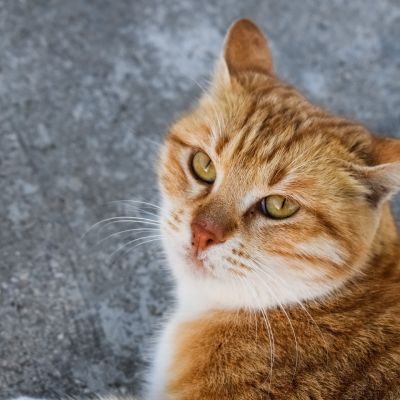 cat-2115144_1280