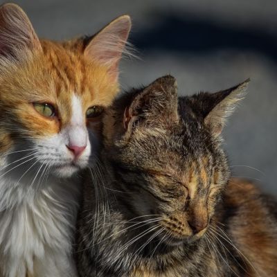 cat-3041498_1280