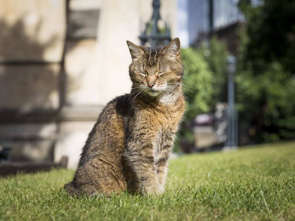 gatto Doorkins Londra