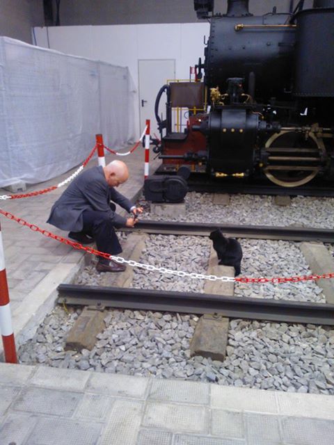 museo milano gatto