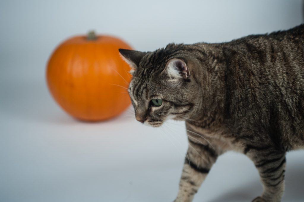 zucca gatto 