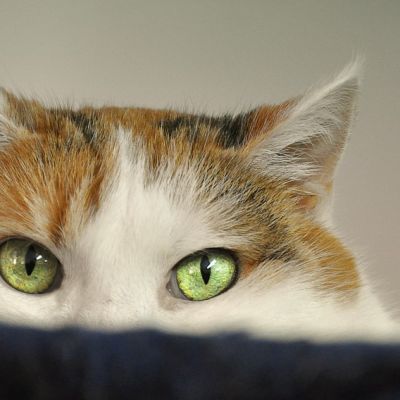 cat-2671118_1280 (1)