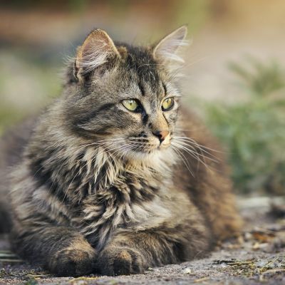 cat-3449999_1280