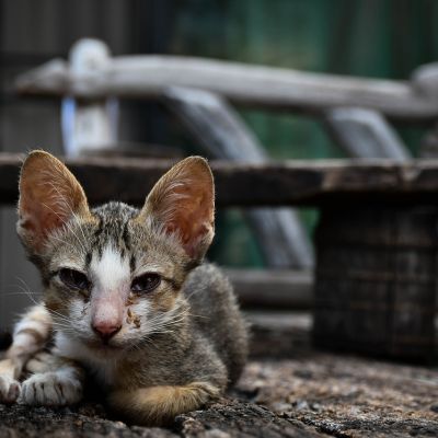 cat-3503184_1280