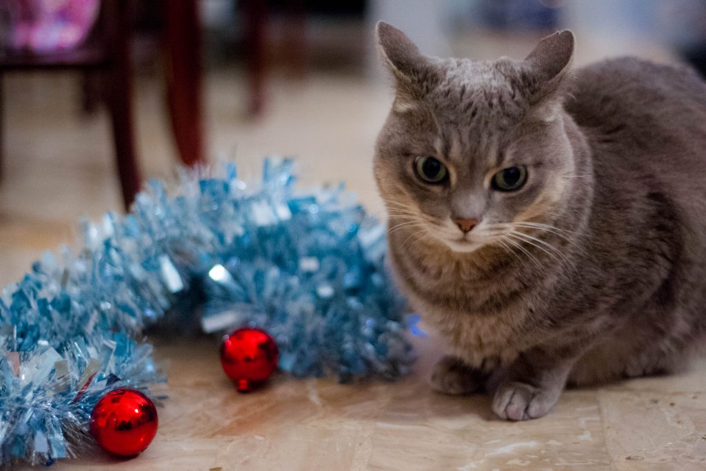 Gatto Natale