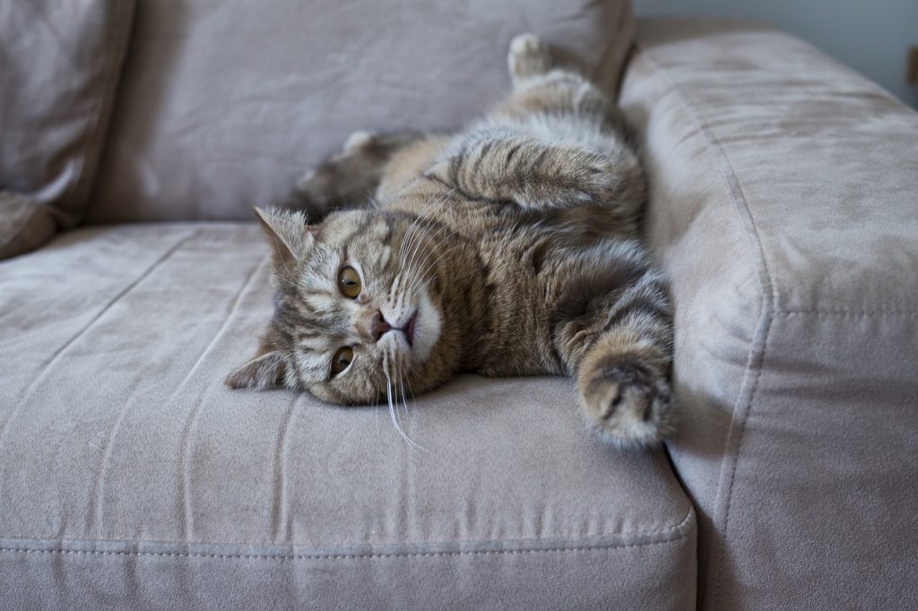 gatto divano