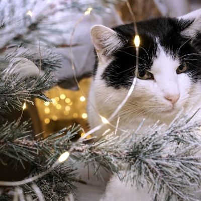 christmas-3822094_1280