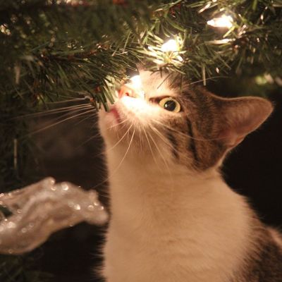 kitty-2407454_1280