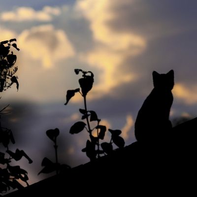 cat-1287438_1280