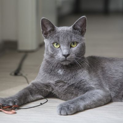 cat-1617552_1280