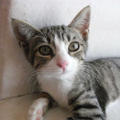 cat-74896_1280