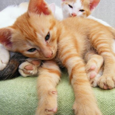 animals-87281_1280