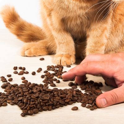cat-3762390_1280